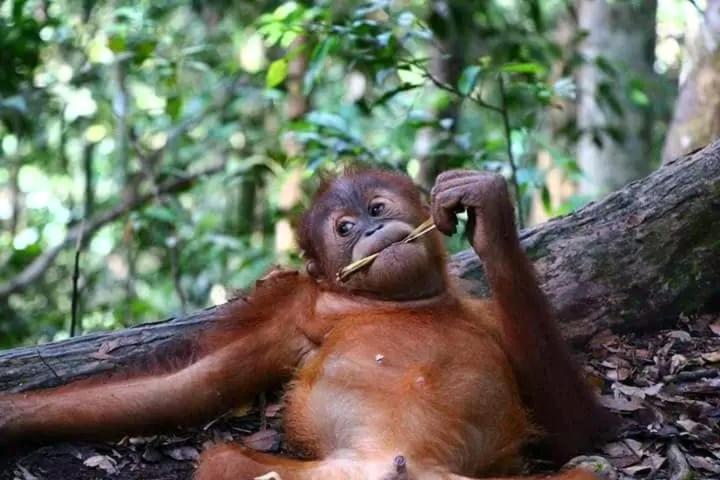 Brown Bamboo Guest House & Trekking Bukit Lawang Εξωτερικό φωτογραφία