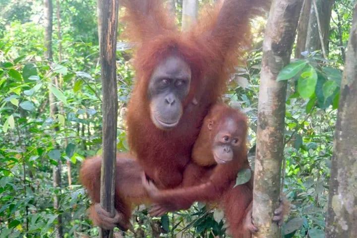 Brown Bamboo Guest House & Trekking Bukit Lawang Εξωτερικό φωτογραφία