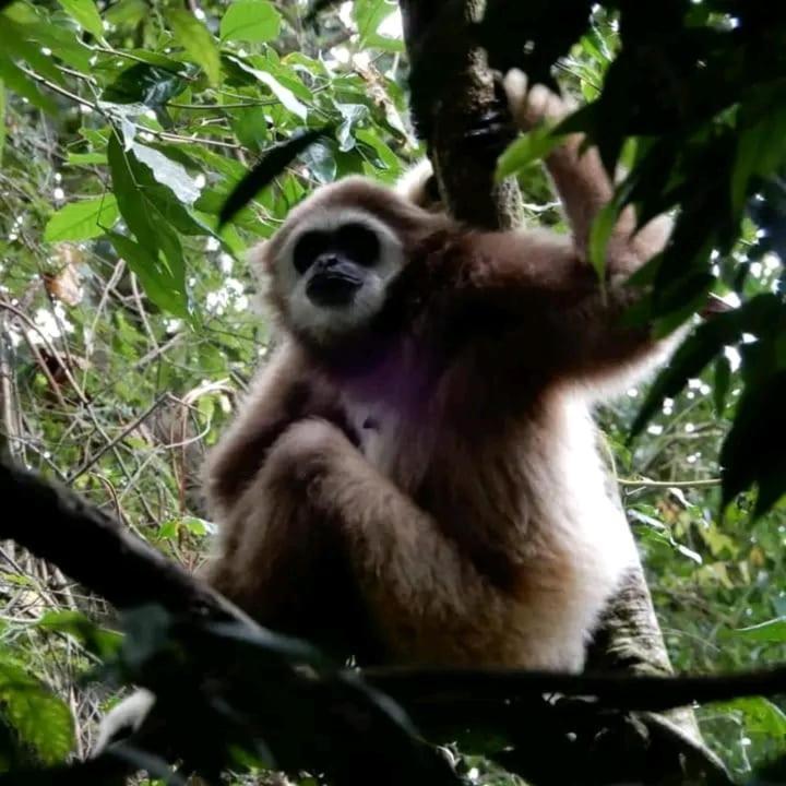 Brown Bamboo Guest House & Trekking Bukit Lawang Εξωτερικό φωτογραφία
