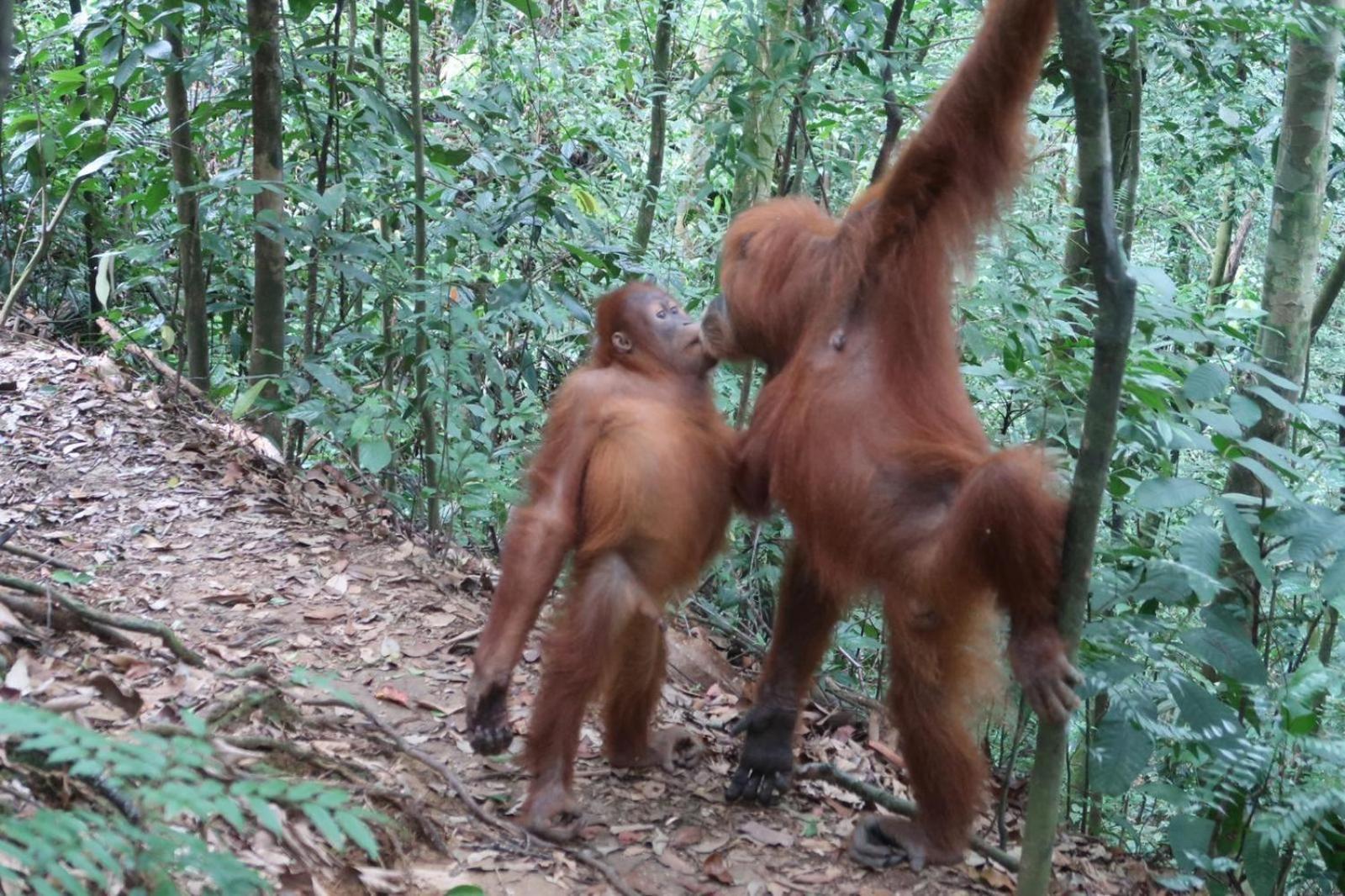 Brown Bamboo Guest House & Trekking Bukit Lawang Εξωτερικό φωτογραφία