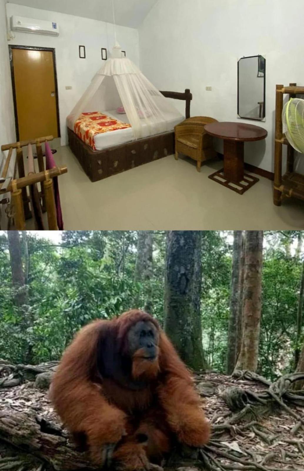 Brown Bamboo Guest House & Trekking Bukit Lawang Εξωτερικό φωτογραφία