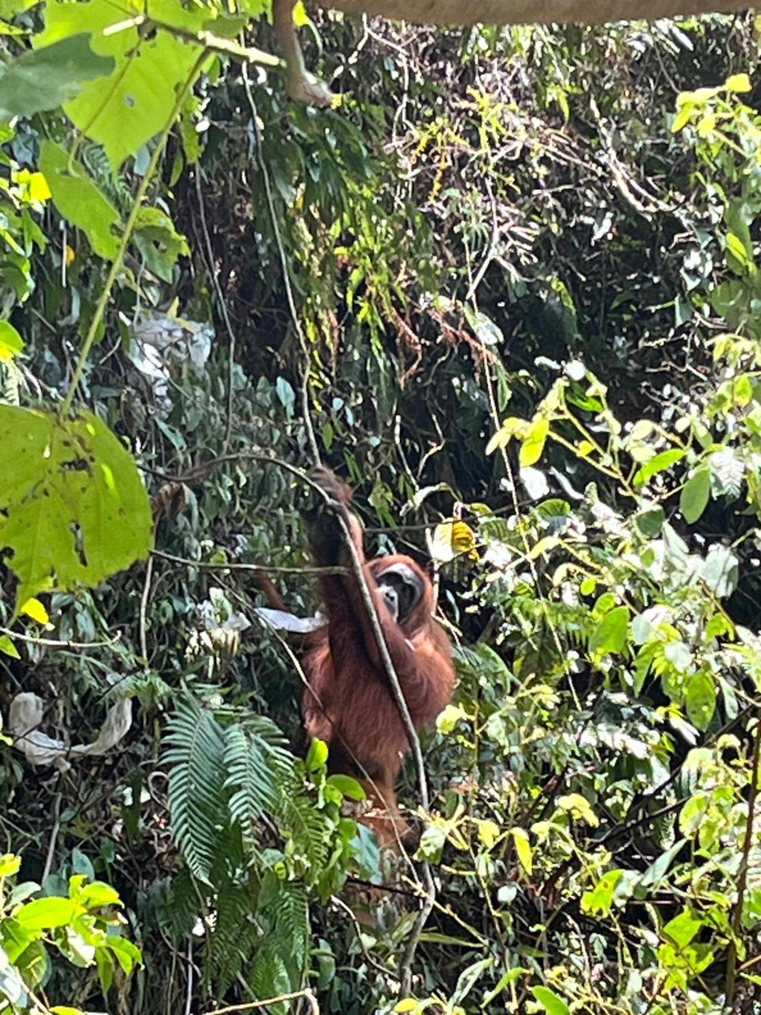 Brown Bamboo Guest House & Trekking Bukit Lawang Εξωτερικό φωτογραφία